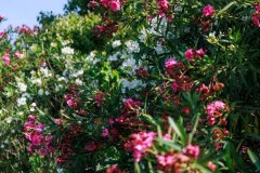 不要碰！不要摘！《甄嬛传》“名花”已在街头出现