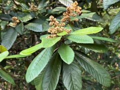 植物里的“美拉德色”